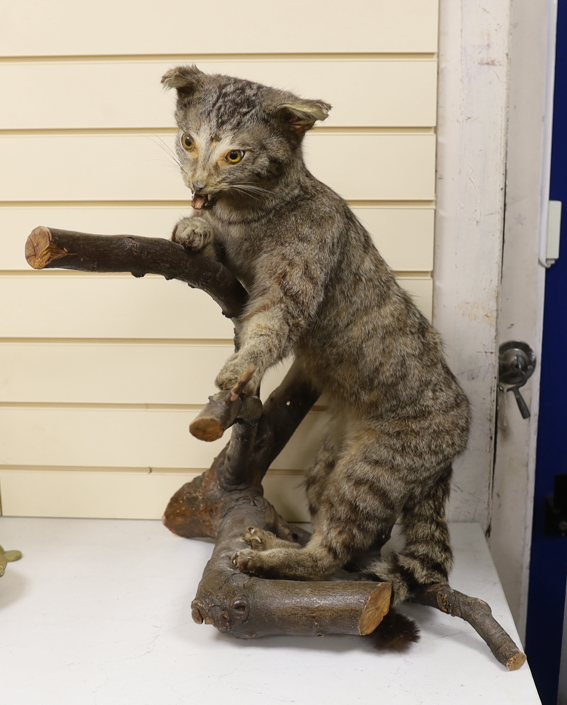 A taxidermy wild cat on branch, 65cm high